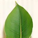 Stylized icon of a leaf, representing pure and natural ingredients.